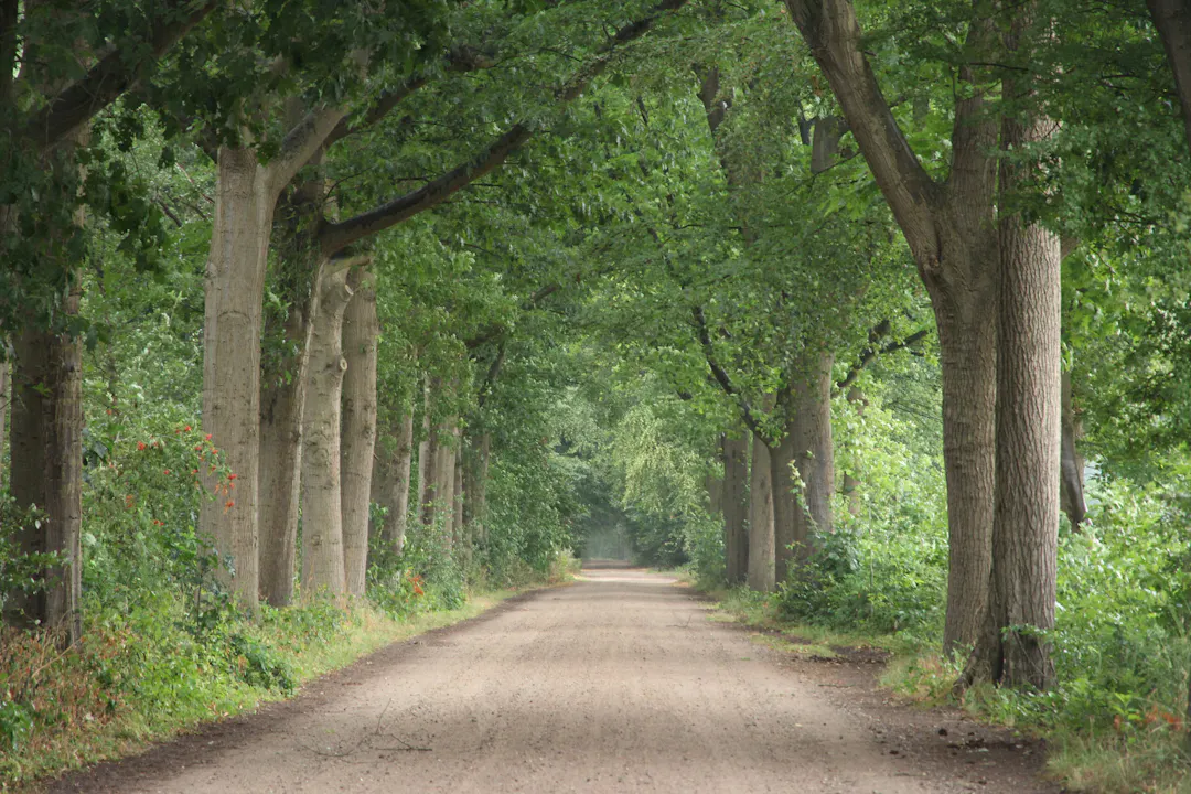 laan op Beukenburg