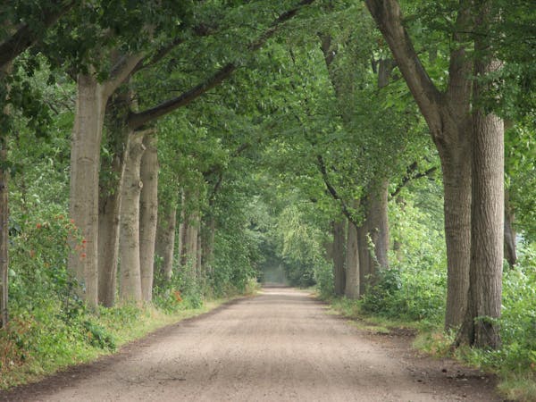 laan op Beukenburg
