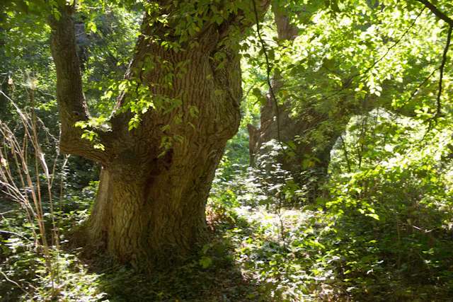 Adam en Eva boom op Stoutenburg