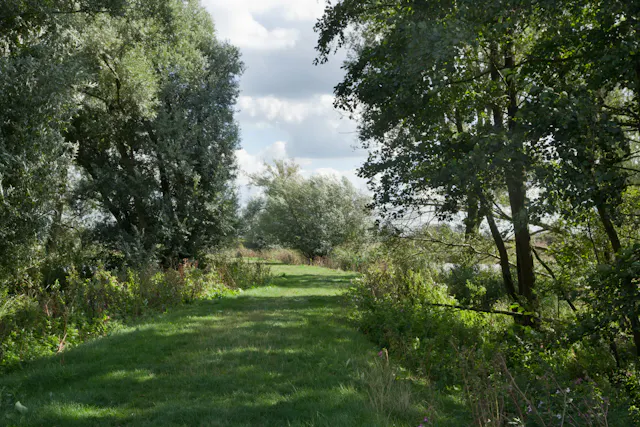 Bomen Palmerswaard