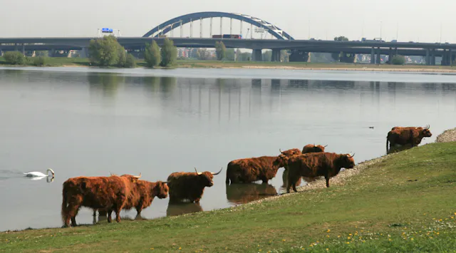 Middelwaard bij de brug