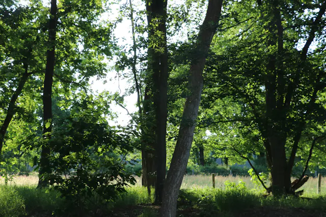 bomen Beukenburg en de Leyen