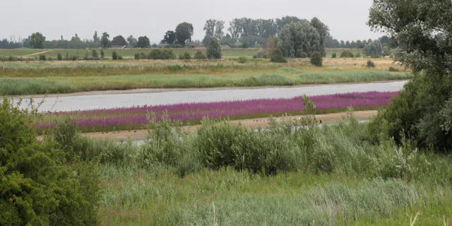 Everdinger Waarden bloeiende kattenstaart