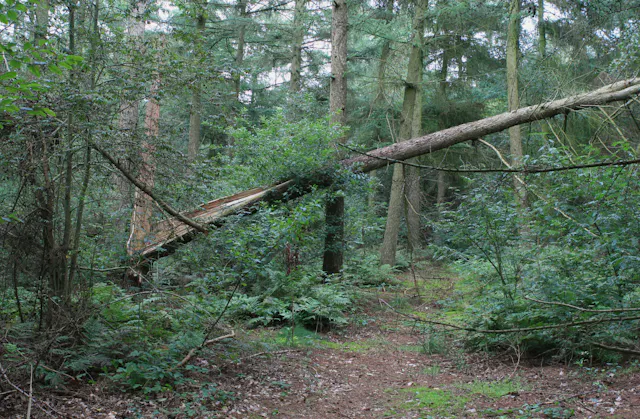 Broekerbos