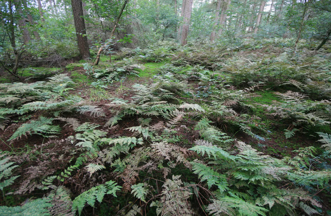 Varens in het Broekerbos