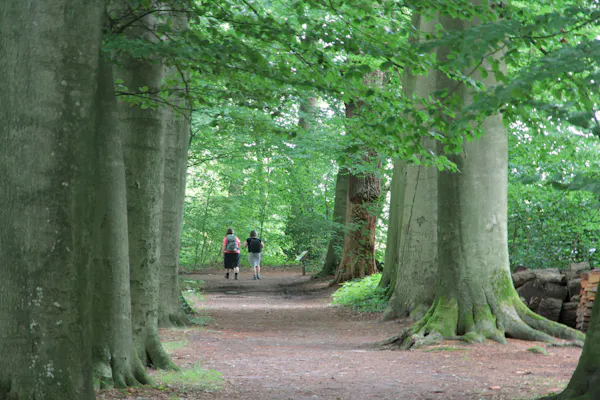 Beukenlaan Stoutenburg