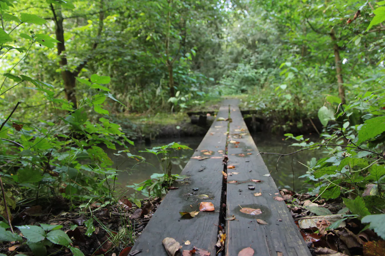 plankenbrug Eendenkooi Kooilust