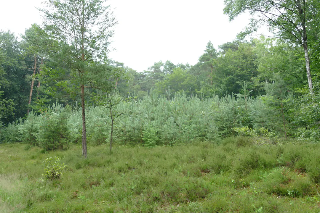 Kleine heide Hoge Ginkel