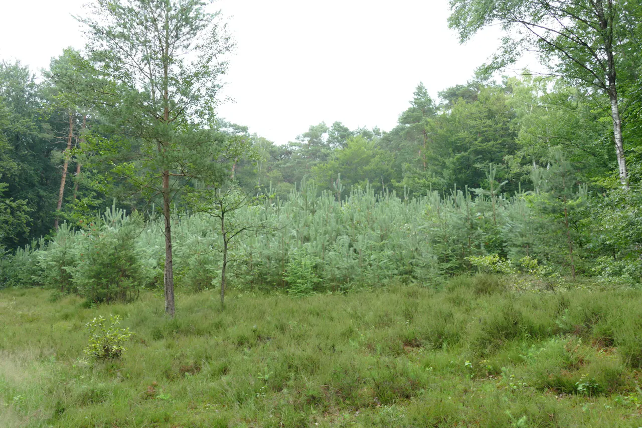Kleine heide Hoge Ginkel