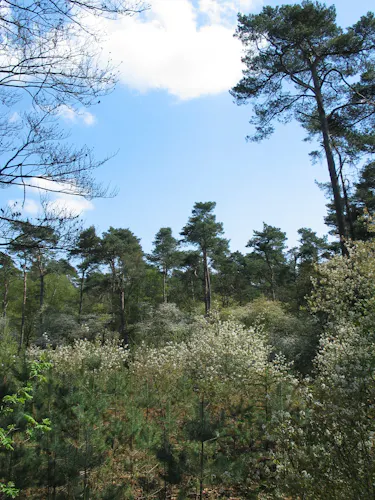 Bloeiende krentenbomen in Maartendijkse Bos