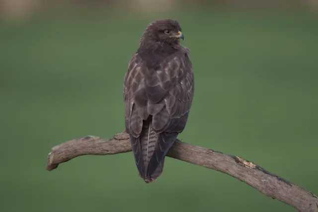 buizerd