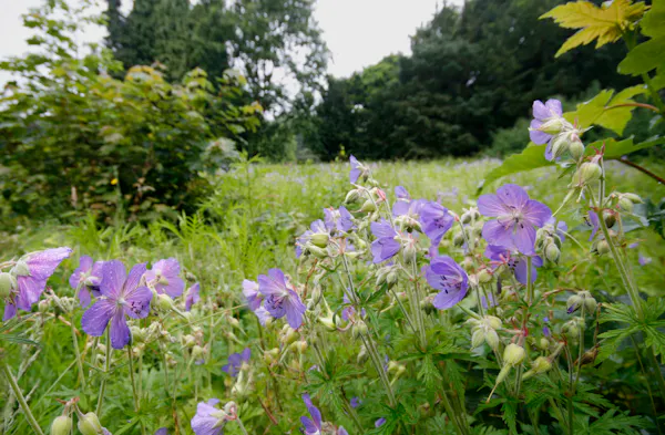 paarse bloemen landgoed Sandwijck