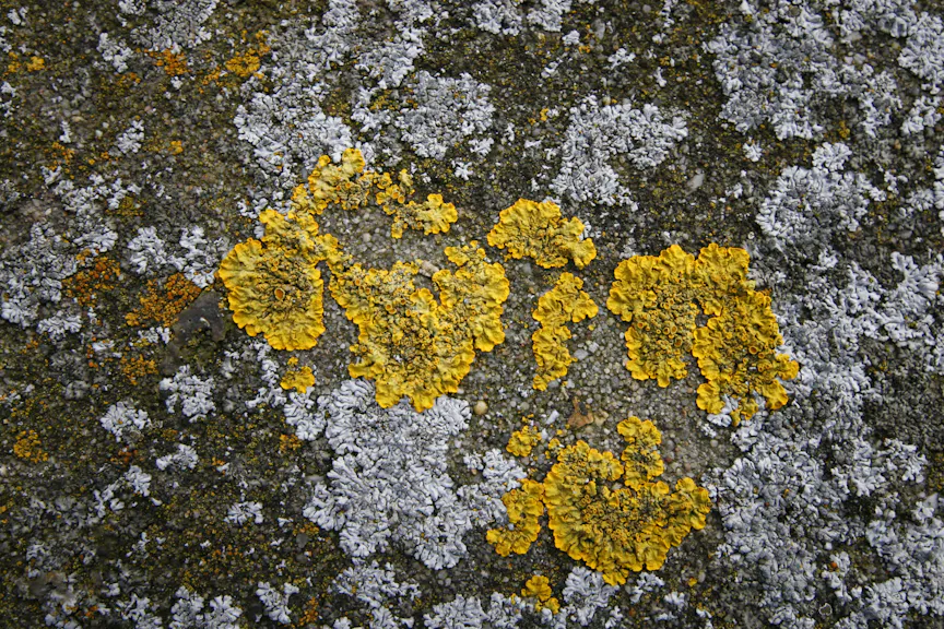 korstmos