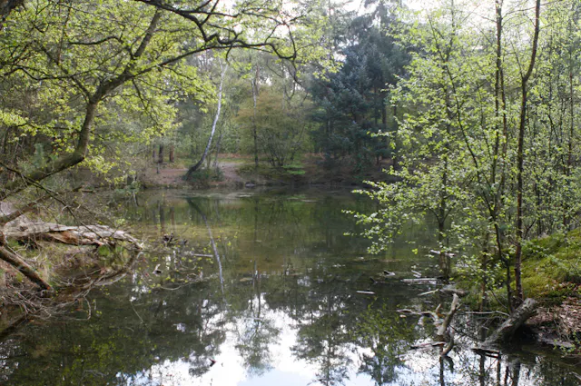 Ridderoordse Bos vijver