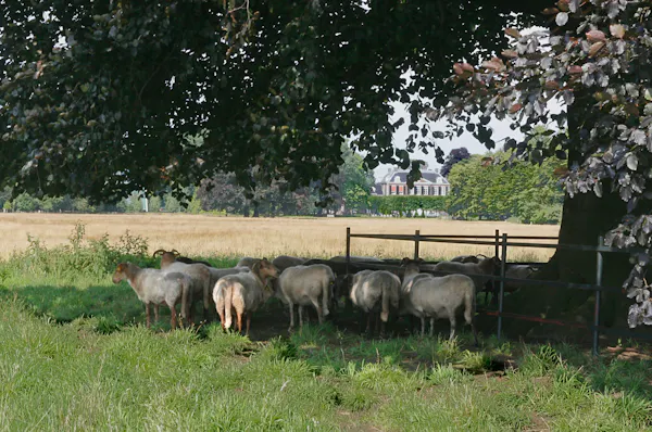 schapen onder boom Houdringe