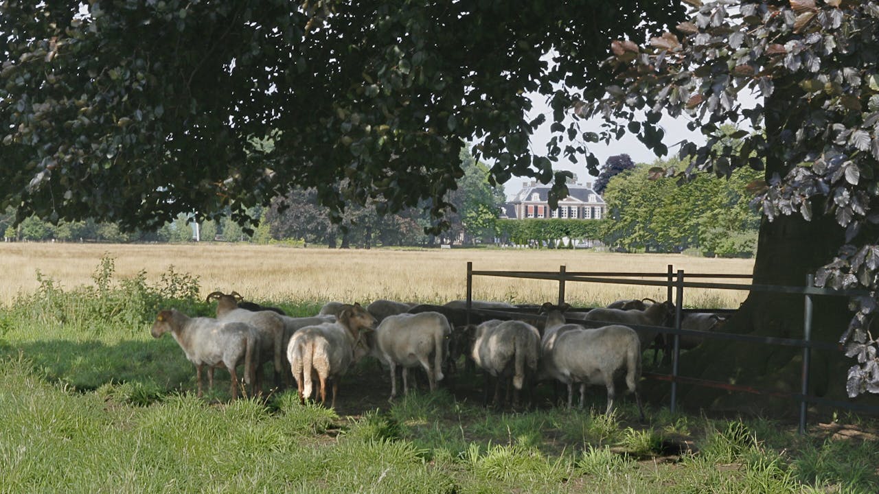 schapen onder boom Houdringe