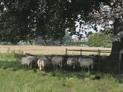 schapen onder boom Houdringe