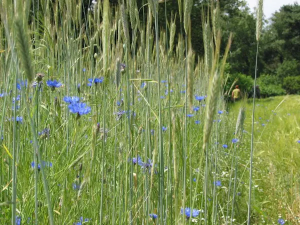 Korenbloemen in akker op Noordhout