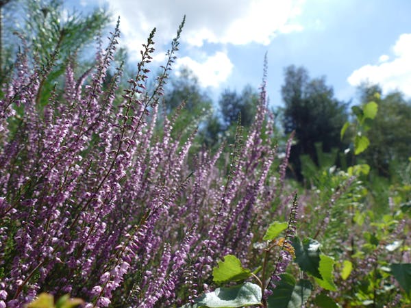 Bloeidende heide