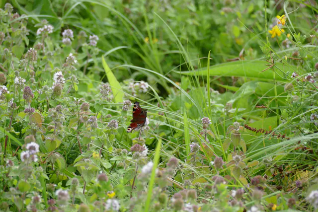 dagpauwoog in Amerongse Bovenpolder