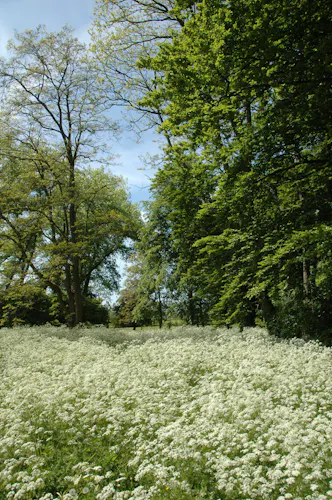 Bloeiend fluitenkruid Kasteelpark Loenersloot