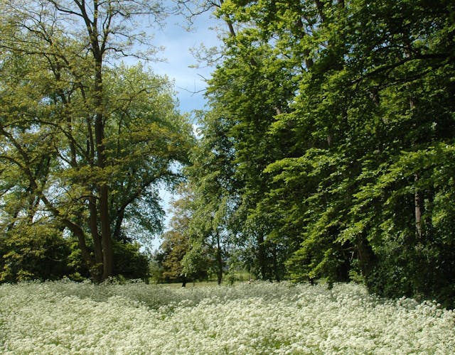Bloeiend fluitenkruid Kasteelpark Loenersloot