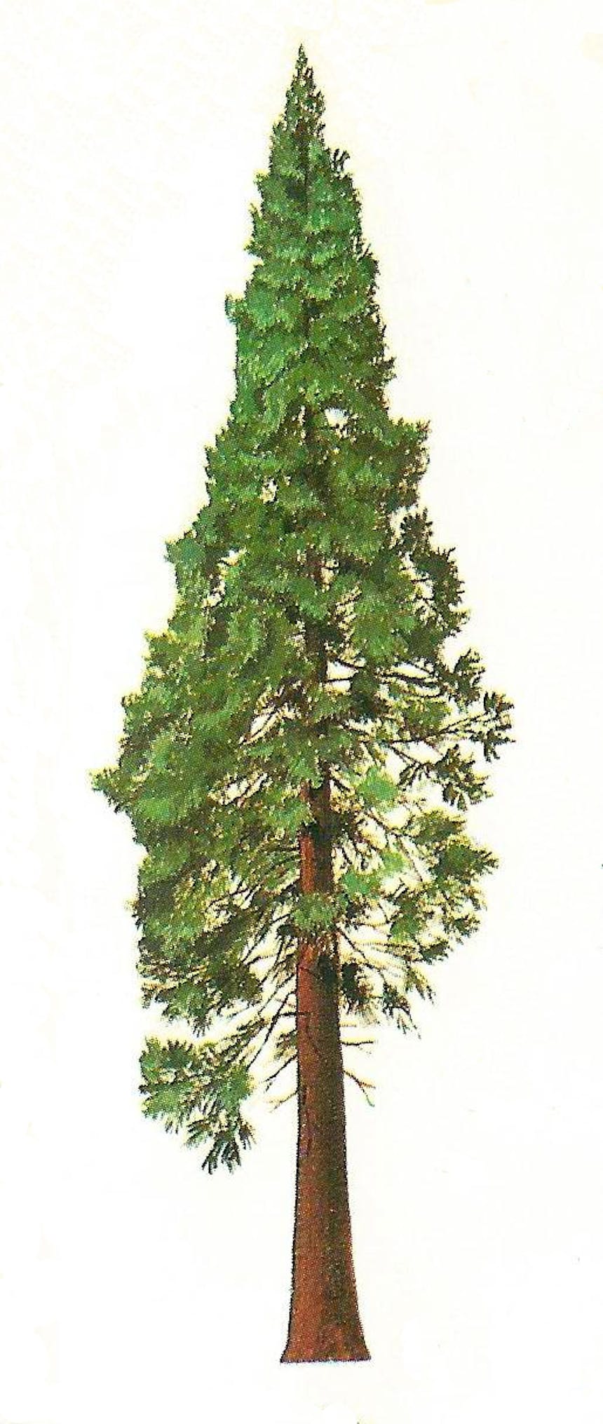 Mammoetboom