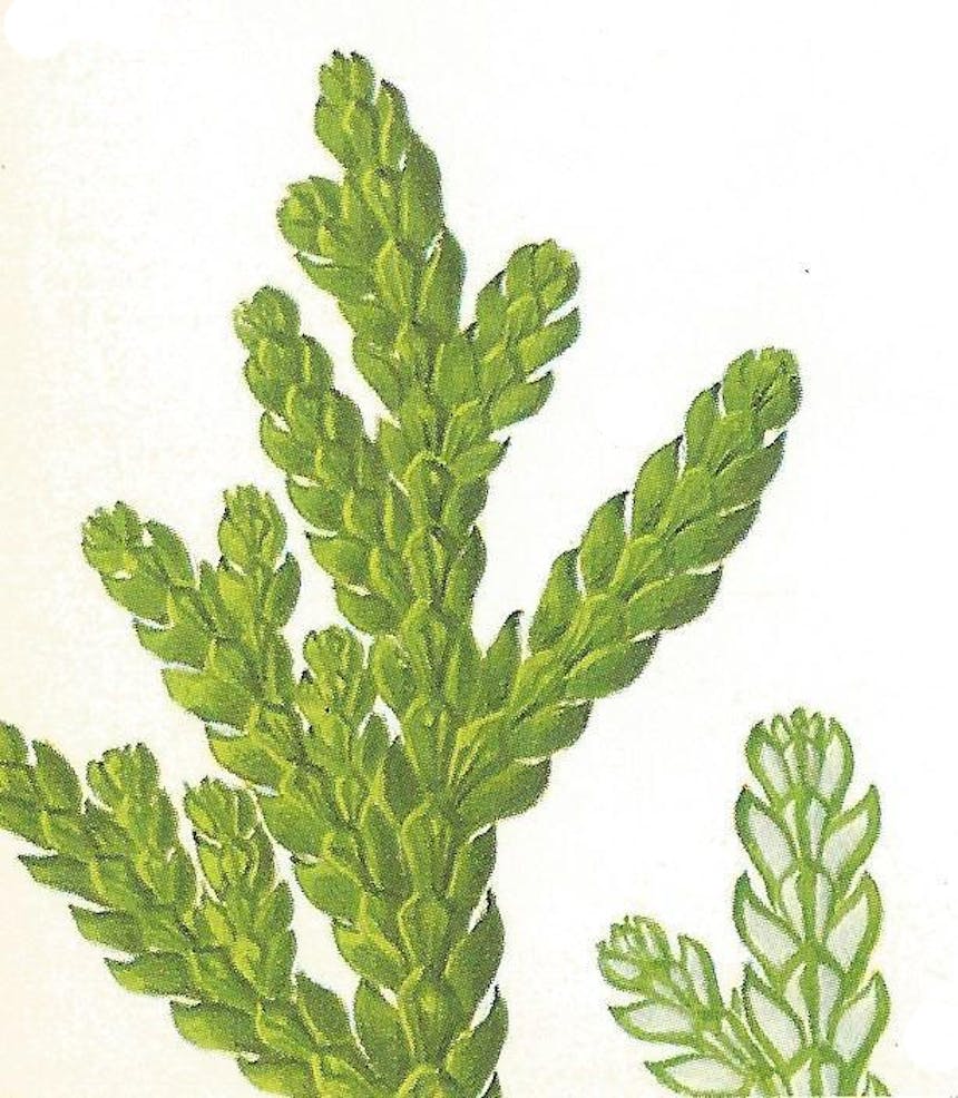 Hybacipres