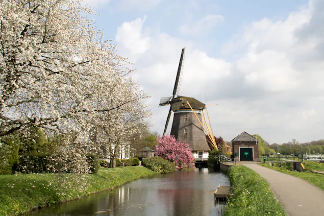 bomen in bloesem bij Molen Westbroek