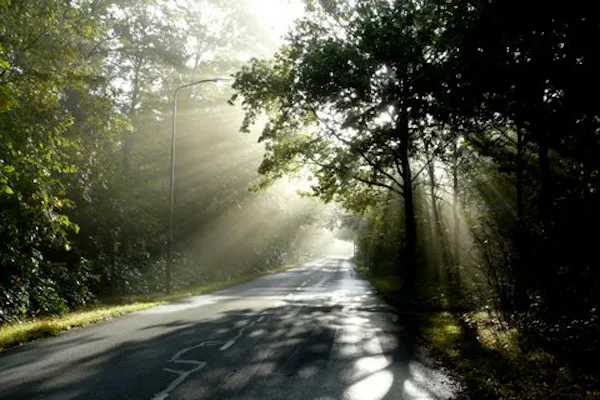 licht door bomen