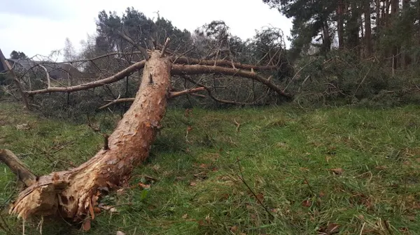 afgebroken tak na storm Park Vliegbasis Soesterberg