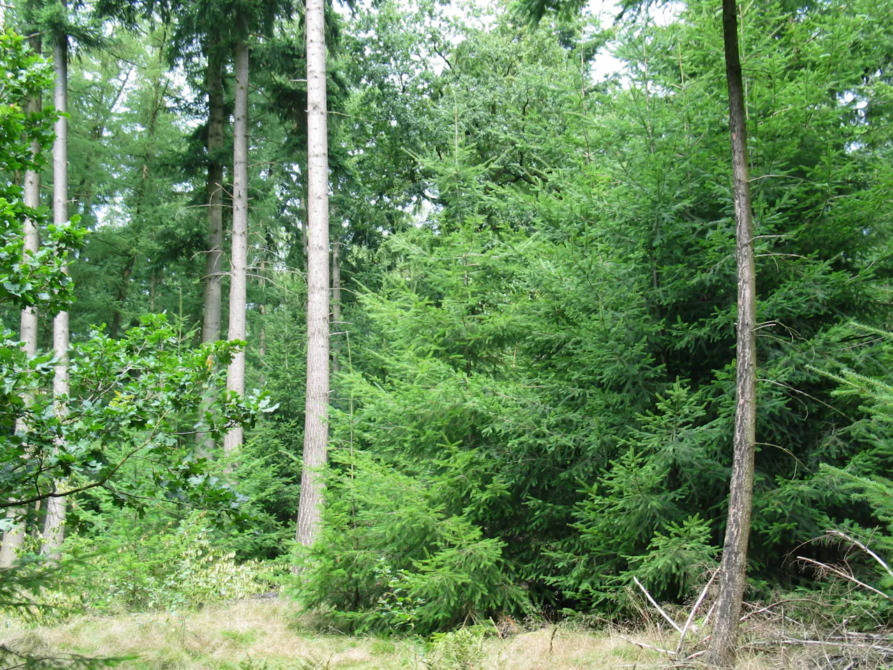 bos Sandenburg