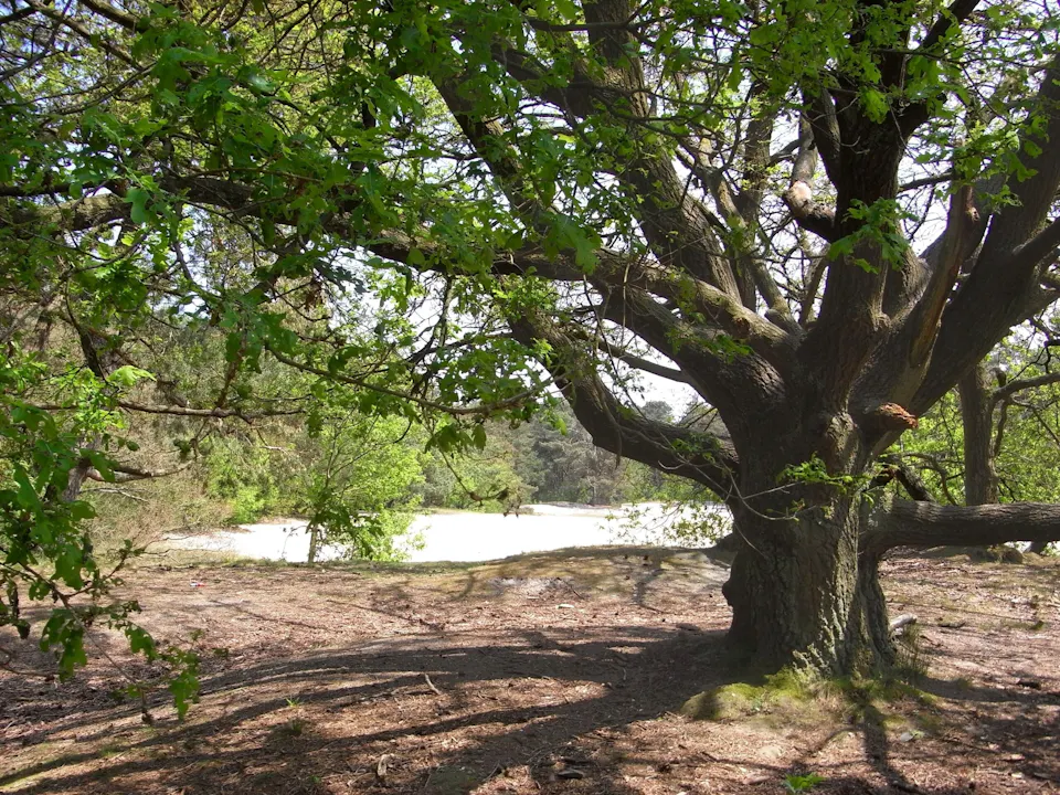 eik in de Biltse Duinen