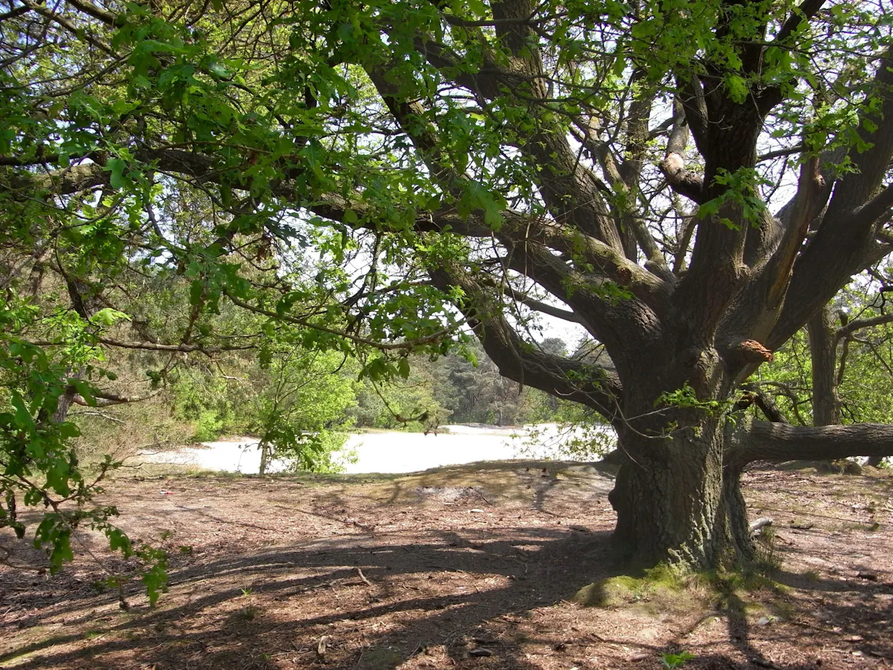 eik in de Biltse Duinen