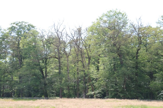 eiken met kale takken