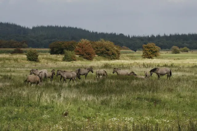 Koniks Amerongse Bovenpolder