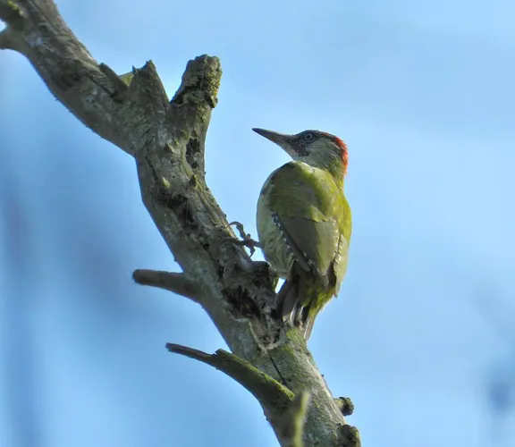 groene specht