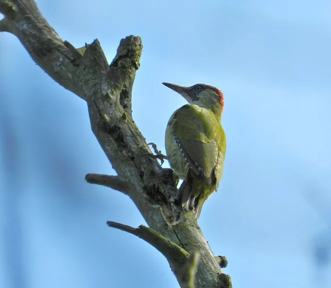 groene specht