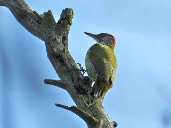 groene specht