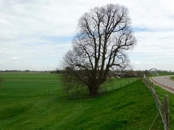 linde langs de dijk
