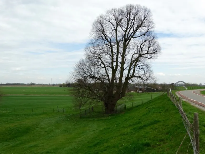 linde langs de dijk