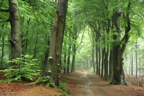 beukenlaan Amerongse Bos
