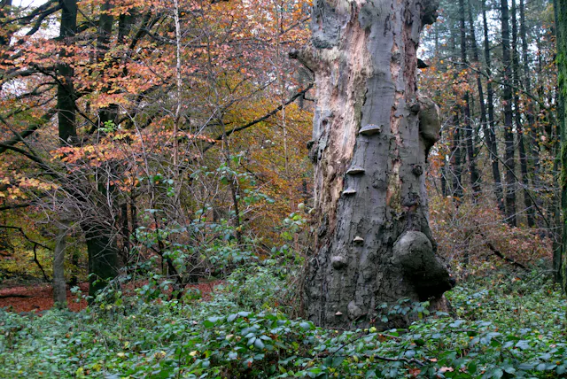 Dode beukenboom