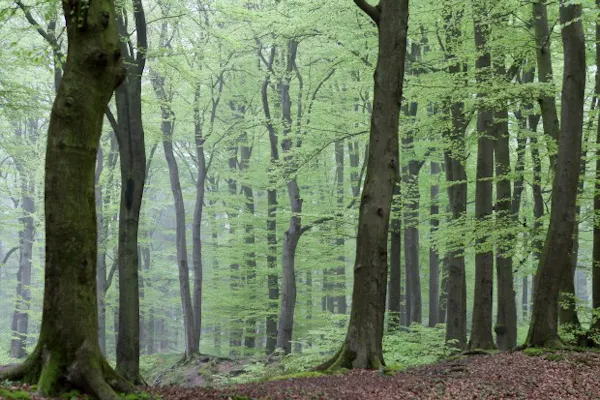 beukenbos in de lente
