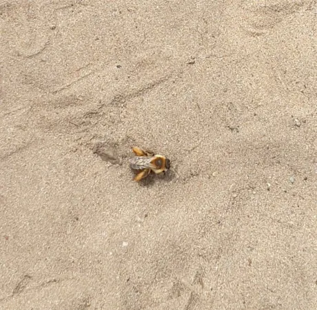 Pluimvoetbij op zand