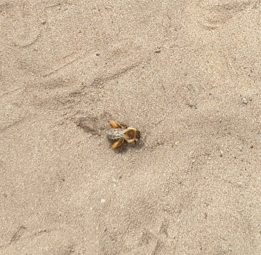 Pluimvoetbij op zand