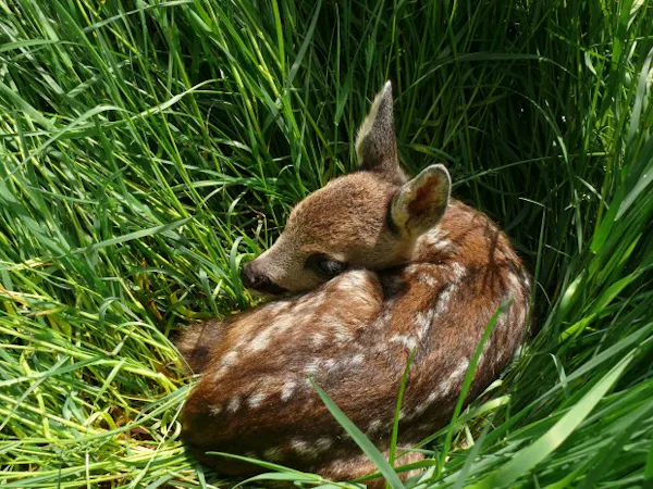 Reekalf in het gras