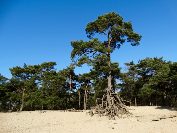 Wandelende boom Panbos