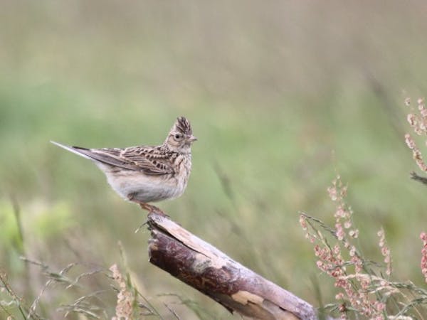 veldleeuwerik op Park Vliegbasis Soesterberg