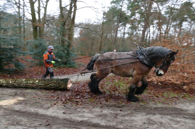werkpaard trekt boomstam uit bos